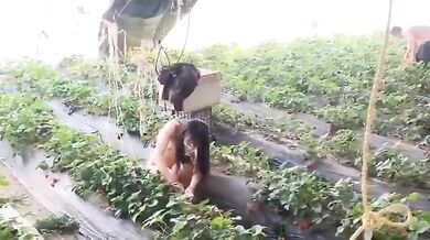 調教母狗露出採草莓